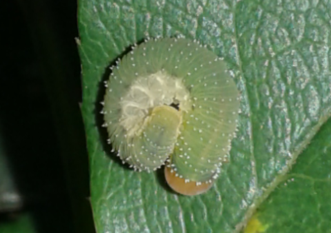 Tenthredinidae : larve di Allantus cinctus?